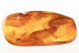 Fossil Awl-Fly (Xylophagidae) Laying Eggs In Baltic Amber - Rare! #343241-1